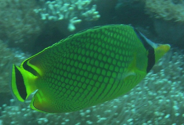 Chaetodon rafflesii 00424.JPG